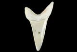 Fossil Mako Tooth - Lee Creek (Aurora), NC #179871-1